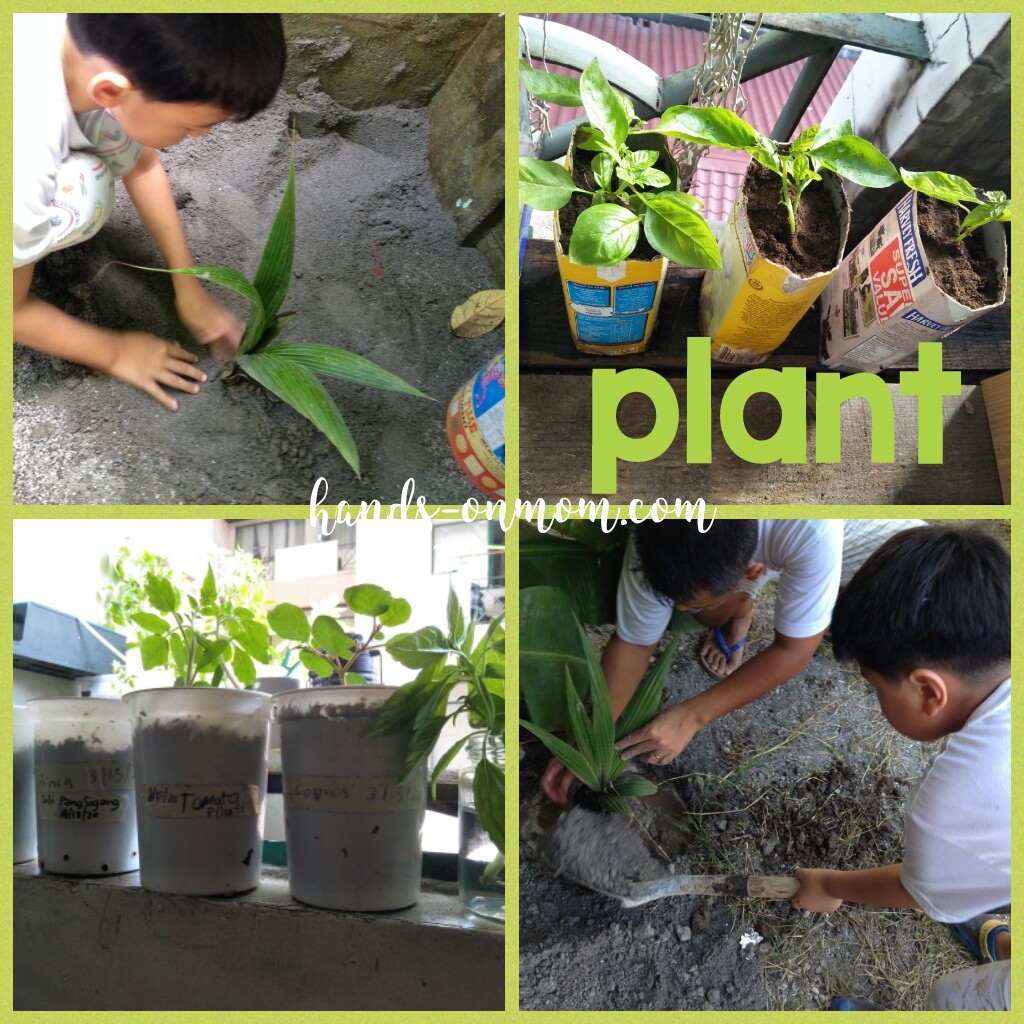 planting trees and greens