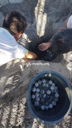 burying sea turtle eggs