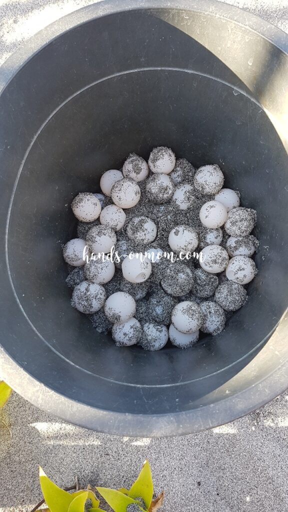 Sea Turtle eggs in a pail