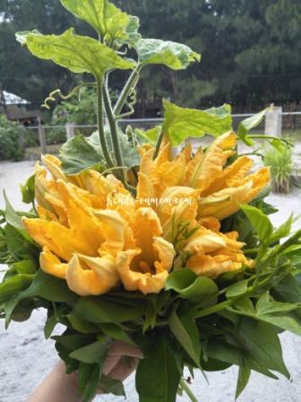 lovely squash flowers and kamote tops