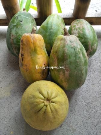 papayas and pomelo