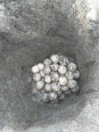 sea turtle eggs